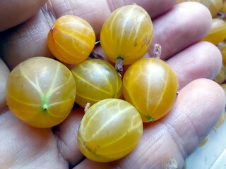 Fresh Gooseberry Berries Being Held in a Hand During a Sunny Day Outdoors