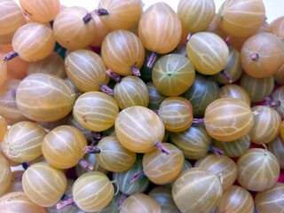 Freshly Harvested Gooseberry Berries Displayed in Abundance for Seasonal Enjoyment