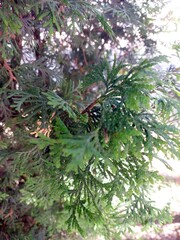 Lush Thuja Bush Greenery Thriving in a Bright Garden Setting During the Day
