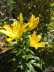 Bright Yellow Lilies Bloom in a Lush Garden Bush on a Sunny Day