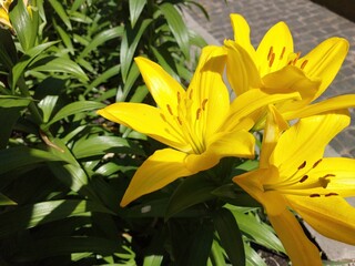 Bright Yellow Lilies Blooming in a Lush Green Bush Under Sunlight in a Garden Setting