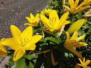 Bright Yellow Lilies Bloom in Vibrant Bush Along Cobblestone Path in Sunny Garden Setting
