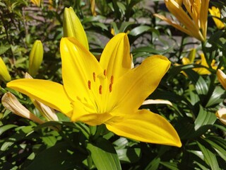 Bright Yellow Lily Blooms in Sunny Garden Bush During Early Summer Season