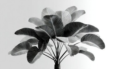   B&W photo of a lush plant in a vase against a white backdrop