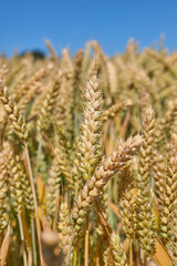 złociste zboże w lecie