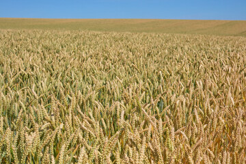 złociste zboże w lecie