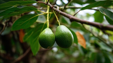 Two ripe green avocados hanging from a branch of an avocado tree, thriving in an orchard and showcasing their readiness for harvest in the warm sunlight of summer