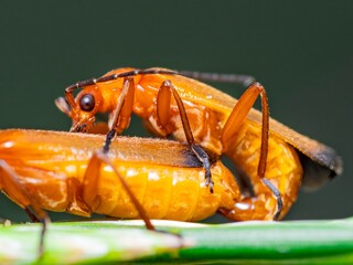 Close up Macro of Red soldier beetles mating. insects breeding sitting on a grass stalk.