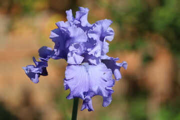 Iris germanica. Closeup of flower bearded iris in garden.