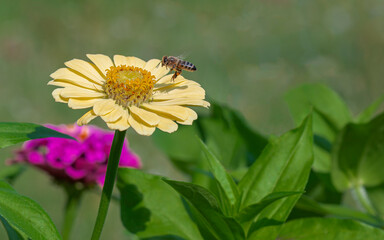 Honey bee approaching to collect pollen on yellow zinnia flower