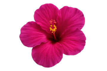 Naklejka premium Pink hibiscus flower blooming, revealing intricate petals, vivid color, detailed stamen against transparent backdrop