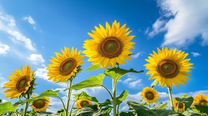 Sunflowers stand tall against the blue sky. They bloom with large, yellow petals in Thailand's Phitsanulok province. 