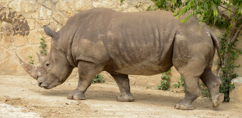 Rhinoceros at a wildlife reserve