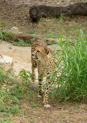 Cheetah at a wildlife reserve