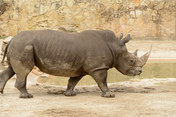 Fototapeta premium Rhinoceros at a wildlife reserve