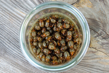 A glass jar filled with potato beetles reveals their unique striped designs against a wooden...