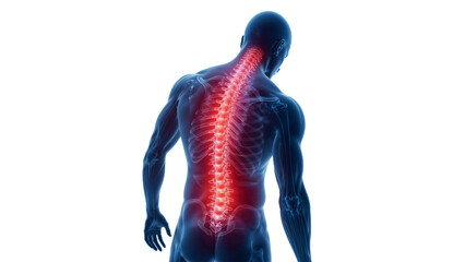 human spine pain isolated on transparent background png
