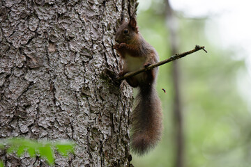 A close-up of a red squirrel in a coniferous forest in summer after the rain, Oslo, Norway