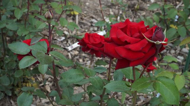 A deep red 'Ingrid Bergman' hybrid tea rose opens in full bloom beside a tight bud, its velvety petals glowing against glossy green foliage in a cultivated garden.