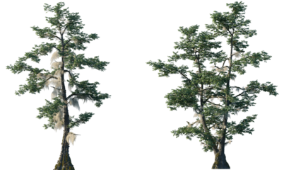 Set of Taxodium distichum (commonly known as bald cypress) trees in moss isolated png on a transparent background perfectly cutout