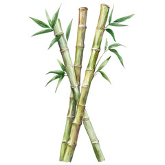 . Bamboo watercolor illustration isolated on transparent. subject