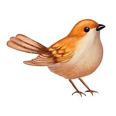 A small orange and beige bird with a rounded body and delicate feathers. Painted in a soft watercolor style with warm natural tones, it is perfect for seasonal, woodland or decorative themes.