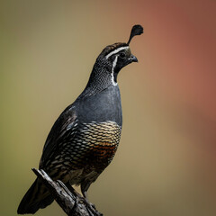 California Quail