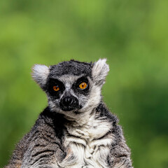 ring tailed lemur