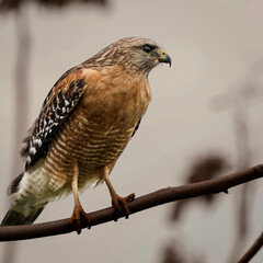 red tailed hawk