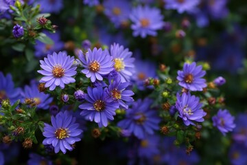 Fototapeta premium Vibrant September Blooms: Ornamental Shrub Featuring Abundant Small Blue Aster Flowers in a Garden Setting