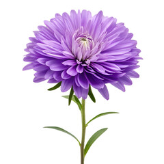 Purple aster flower isolated on transparent background with vibrant petals and detailed floral design
