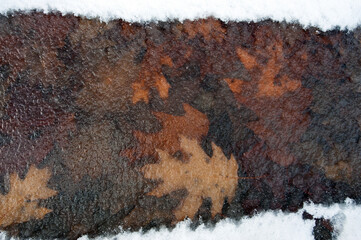 Oak leaves frozen in ice. autumn leaves, both in late autumn and winter. first snow or winter...
