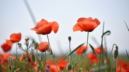 Naklejka premium poppies. delicate petals of red poppies in the sun. background with poppy flowers. Beautiful red poppy wild flower and buds in the field. beauty in nature. close-up. spring season, summer time