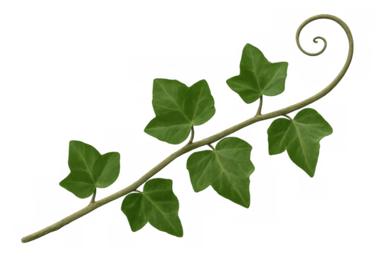 Verdant ivy branch curling upward, lush green foliage arching elegantly on transparent backdrop, ready for graphic design