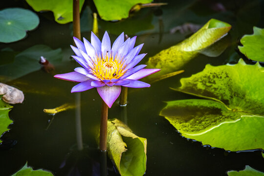 nil manel, blue water lily, nymphaea nouchali, flower, sri lanka, ceylon, temple, pond