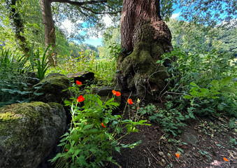 Orange blooms cluster beneath a moss-draped tree in the lush woodland, Dappled light spills through the canopy, scattering soft shadows across the forest floor on Goit Stock Lane, Harden, UK