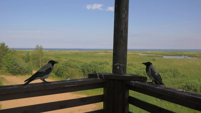 Two crows perched on wooden railing, observing expansive green landscape and blue sky, capturing the essence of nature's tranquility and connection 