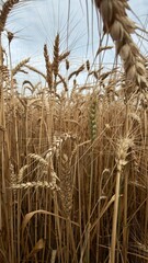 ears of wheat