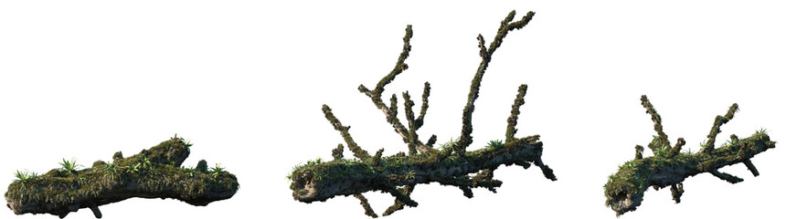 Set of Magnolia liliiflora (commonly called lily magnolia) mossy part of a tree isolated png on a...