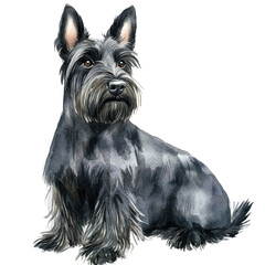. Scottish terrier watercolor isolate illustration PNG. subject