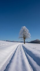 Winter wonderland snow landscape with frosted tree and clear blue sky background view