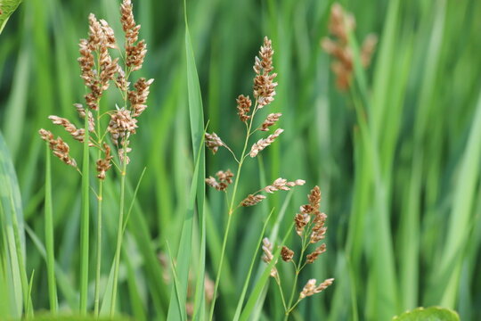 Hierochloe odorata. Sweet grass or holy grass.