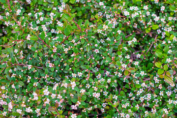 Dense green cotoneaster foliage covered with tiny white blossoms