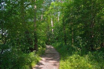 Forest trail surrounded by lush green trees and undergrowth on sunny day