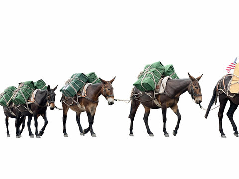 Forest Wilderness pack animals are mules beast of burden that carry supplies. This is a parade of mules on the Fourth of July, in Cody, Wyoming. Isolated image of trail mules.
