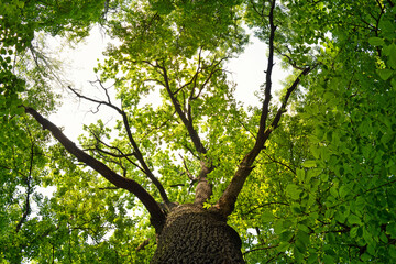 Looking up at a tall tree with vibrant green leaves