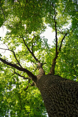 Looking up at a tall tree with vibrant green leaves