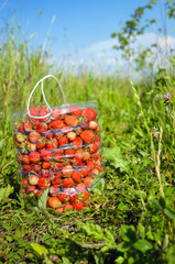 Plastic bottle filled with fresh red strawberries in green grass