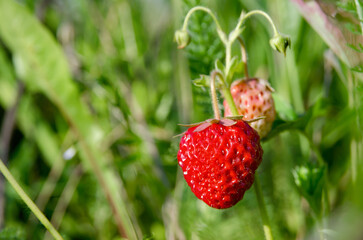 Red, ripe strawberries growing against a background of green grass