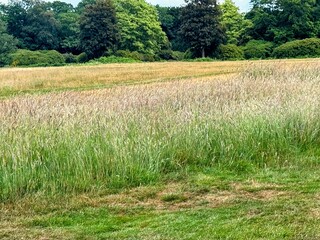 View of coarse grass in field with trees in background